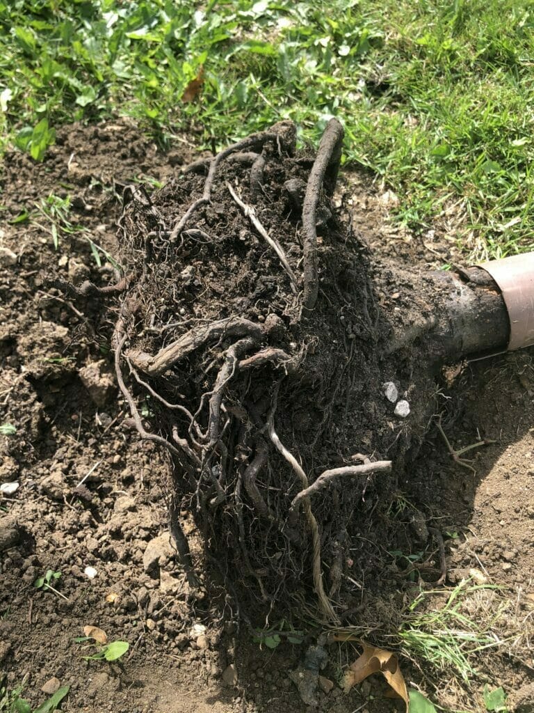 A poorly formed root plate