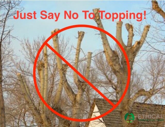 Just say no to tree topping