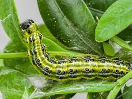 Pest & Disease Box Tree Caterpillar